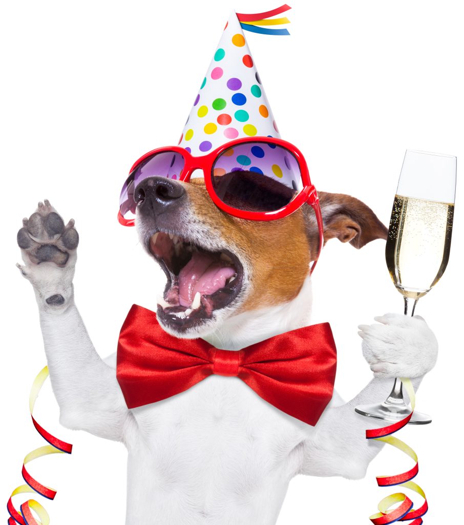 happy birthday dog